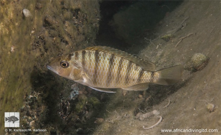 Jabarichromis pfefferi 'Udachi'